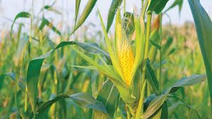 Premium Quality Corn
