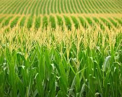 Premium Quality Corn