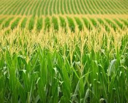 Premium Quality Corn