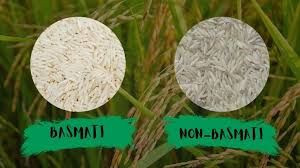 Premium Quality Basmati Rice and Non-Basmati Rice