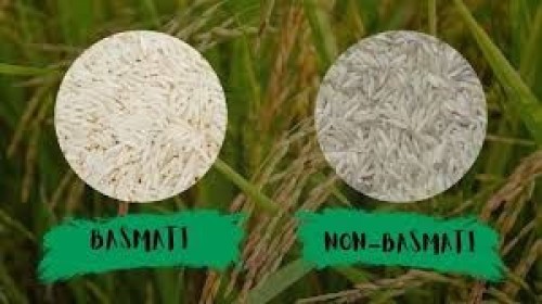 Premium Quality Basmati Rice and Non-Basmati Rice