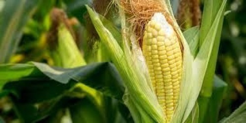 Premium Quality Corn